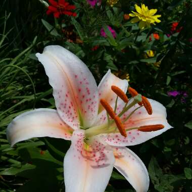 Lilium 'Salmon Star'