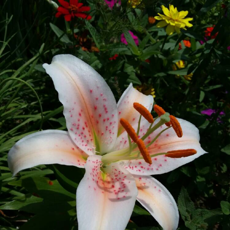 Plant image Lilium 'Salmon Star'