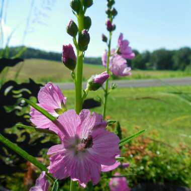 Sidalcea hybrida 'Party Girl'