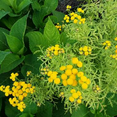 Tanacetum Vulgare