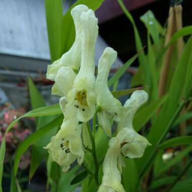 Aconitum Anthora