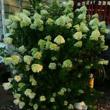 Hydrangea paniculata 'Limelight'