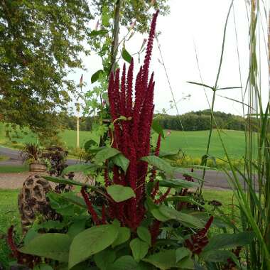 Amaranthus