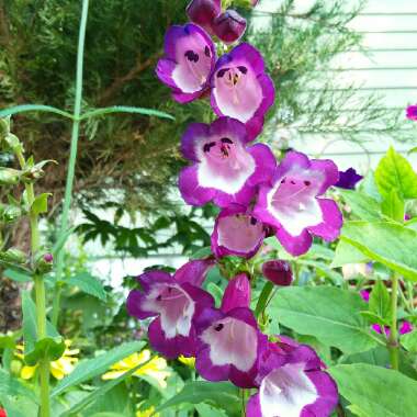 Penstemon 'Phoenix Violet'