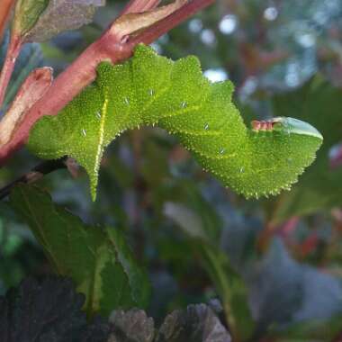 Physocarpus opulifolius