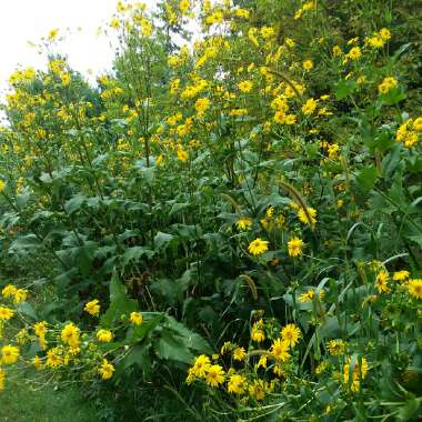 Silphium Perfoliatum