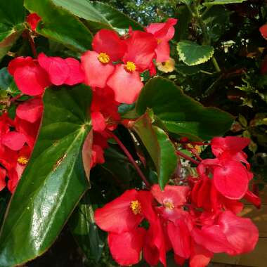 Begonia 'Dragon Wing'