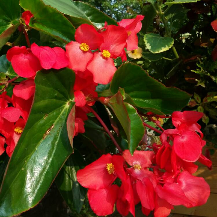 Plant image Begonia 'Dragon Wing'