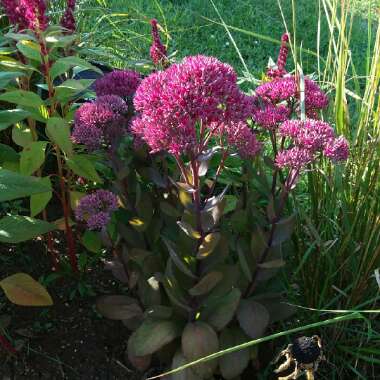 Sedum Thunderhead