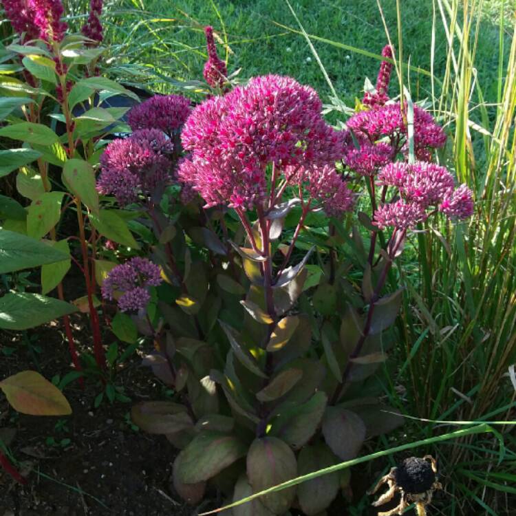 Plant image Sedum Thunderhead