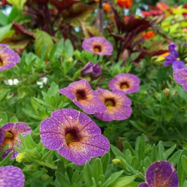 Calibrachoa Chameleon 'Blueberry Scone'