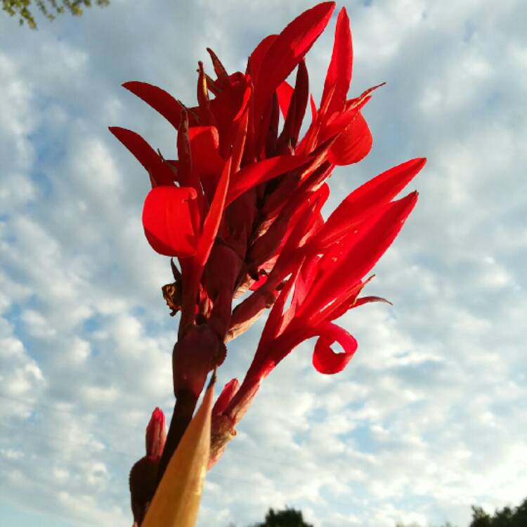 Plant image Canna