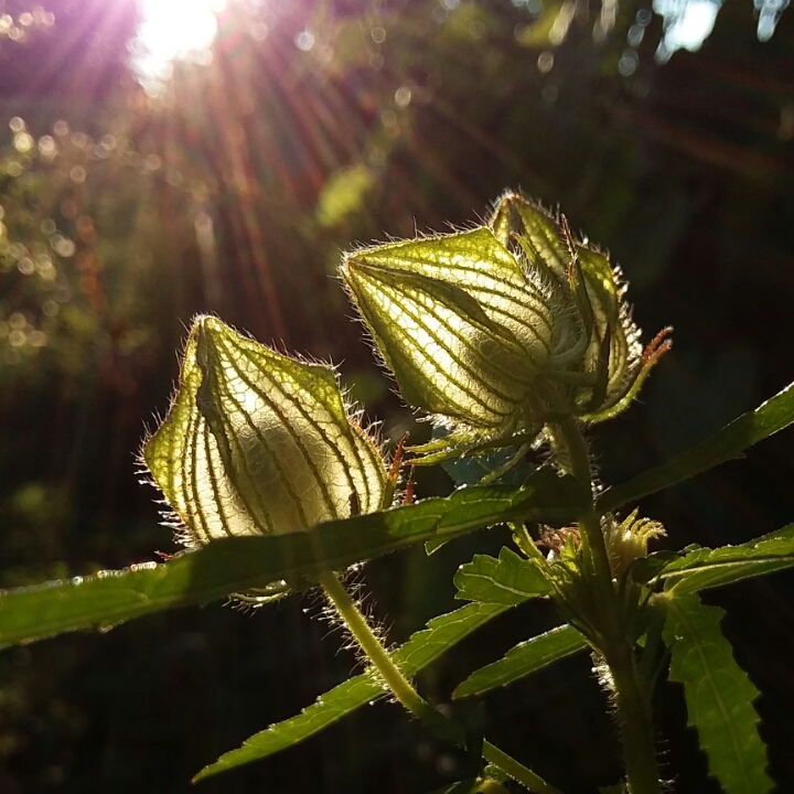 Hibiscus trionum, Flower-of-an-hour - uploaded by @tinaaune