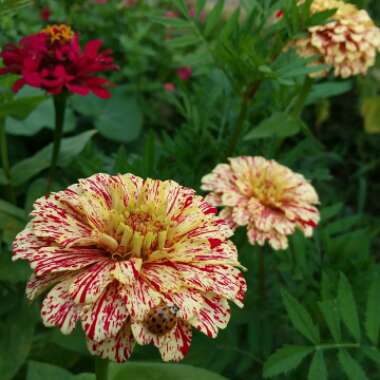 Zinnia elegans