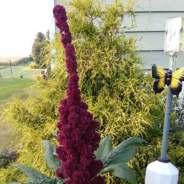 Amaranthus