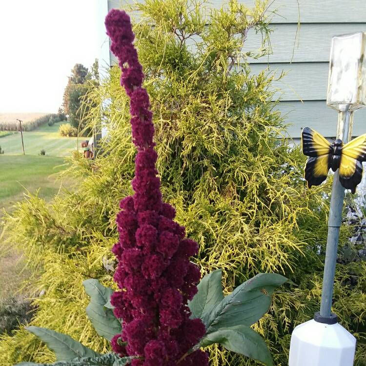 Plant image Amaranthus