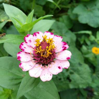 Zinnia elegans 'Lilliput Purple' (Lilliput Series)