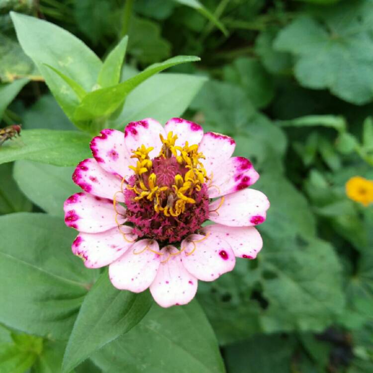 Plant image Zinnia elegans 'Lilliput Purple' (Lilliput Series)