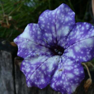 Petunia 'Kleph15313' syn. Petunia 'Night Sky', Petunia 'Headliner Night Sky'