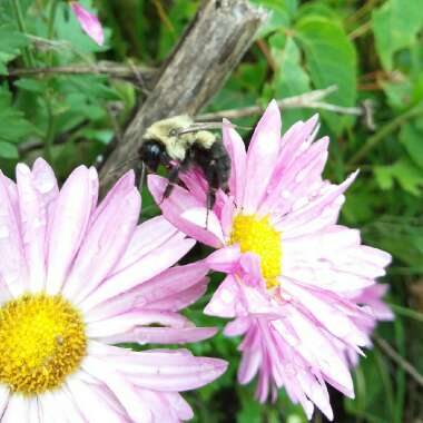 Chrysanthemum