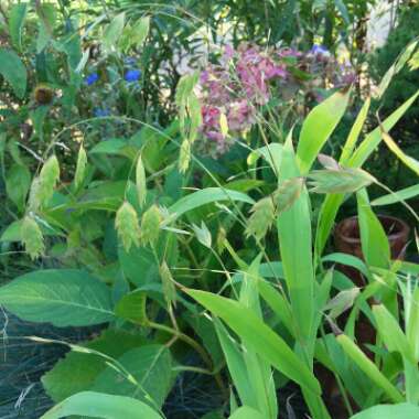 Chasmanthium latifolium