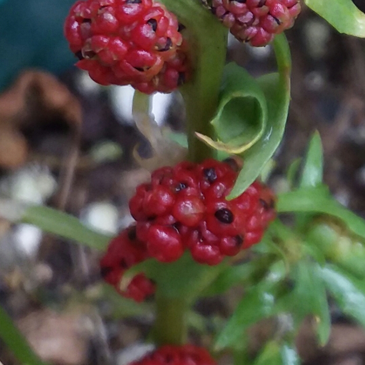 Plant image Chenopodium Capitatum Syn. Blitum capitatum