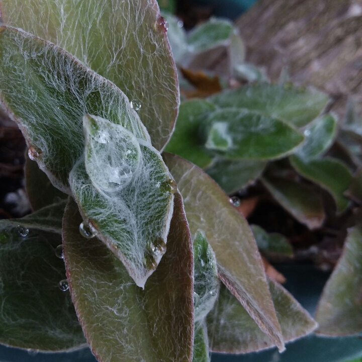 Plant image Cyanotis somaliensis syn. Tradescantia somaliensis