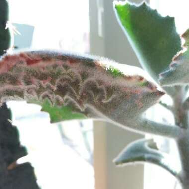 Kalanchoe Beharensis Fang