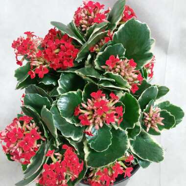 Kalanchoe Blossfeldiana