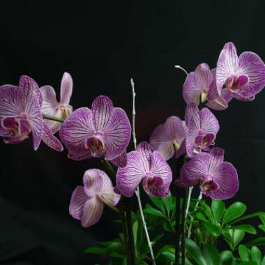 Phalaenopsis