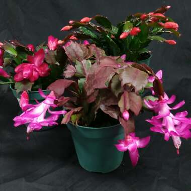 Schlumbergera truncata