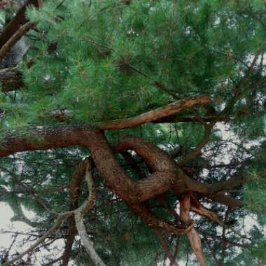 Pinus strobus