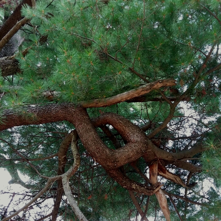 Plant image Pinus strobus