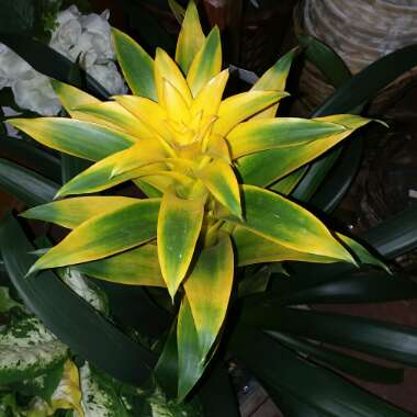 Guzmania