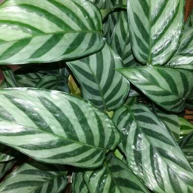 Calathea Leopardina ; Calathea Concinna