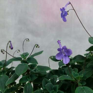 Streptocarpus saxorum