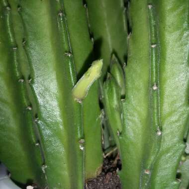 Stapelia