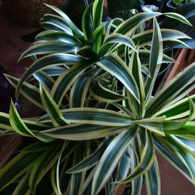 Dracaena reflexa syn. pleomele reflexa