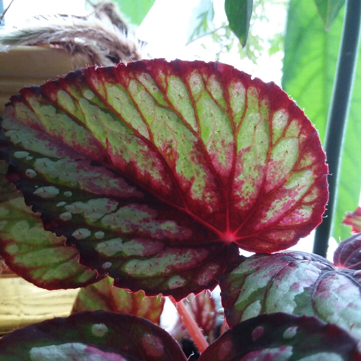 Plant image Begonia (Rhizomatous)