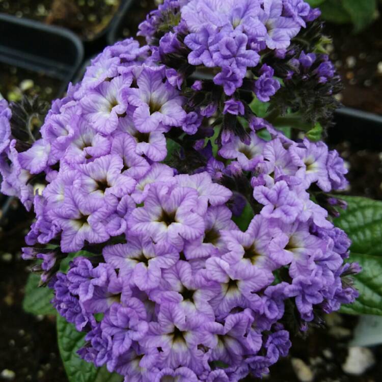 Plant image Heliotropium arborescens 'Marine'