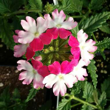 Verbena 'Flagdena' syn. Verbena 'Lanai Pink Twister'