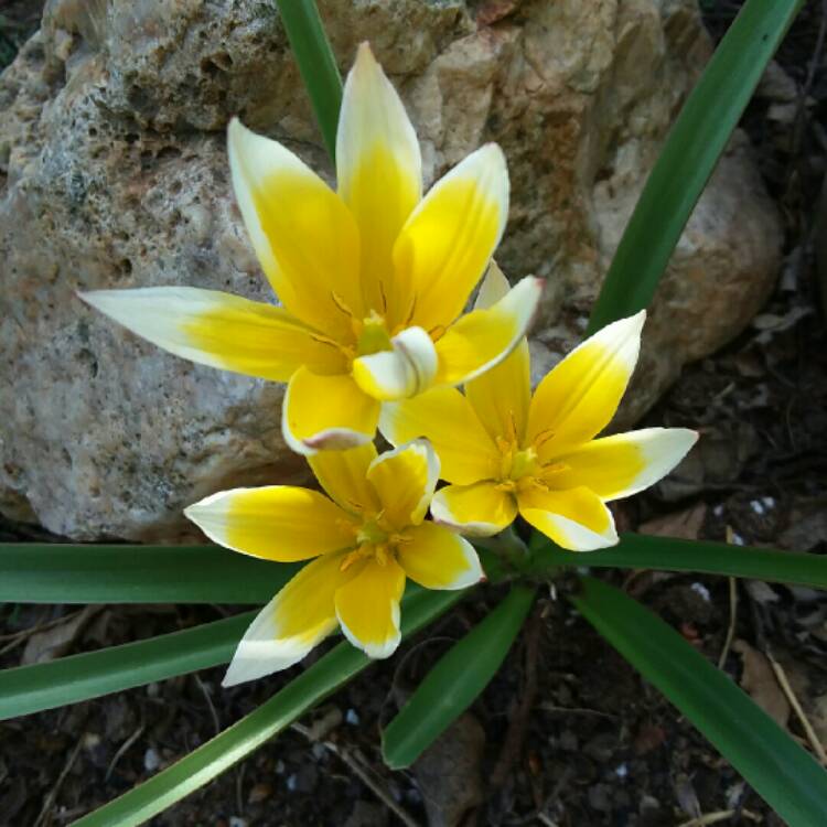 Plant image Tulipa tarda