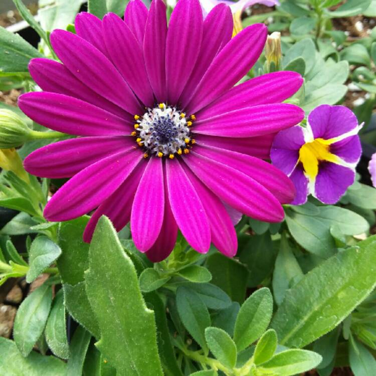 Plant image Osteospermum fruticosum