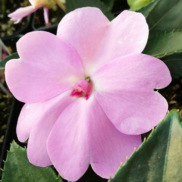 Plant image Impatiens hawkerii