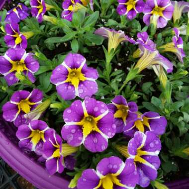 Calibrachoa