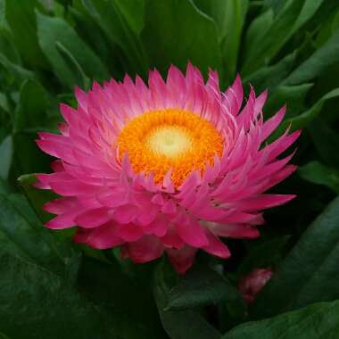 Xerochrysum bracteatum  syn. Helichrysum bracteatum, Bracteantha bracteata