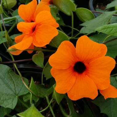 Thunbergia alata