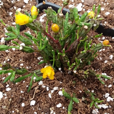 Plant image Rhipsalis Salicornioides