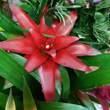 Guzmania