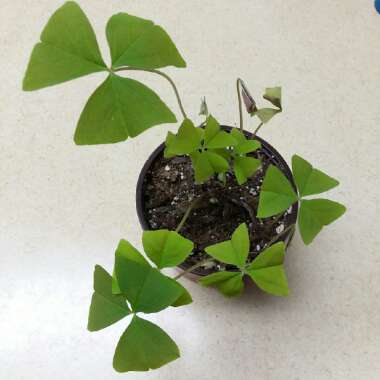 Oxalis regnellii var. triangularis